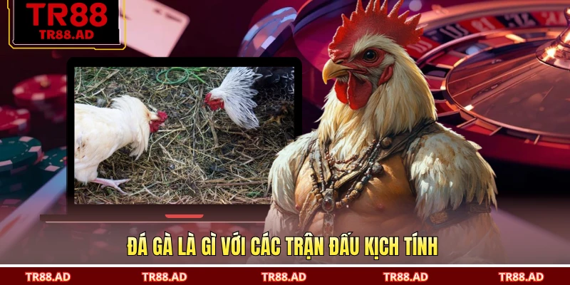 Đá gà là gì với các trận đấu kịch tính 